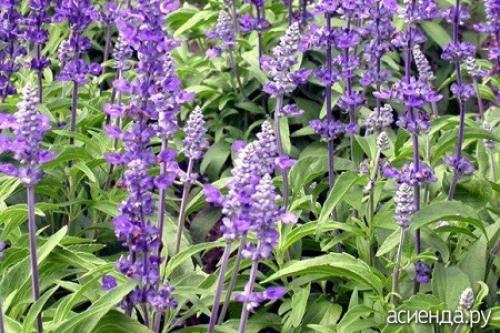 В чем разница между семенами сальвии и семенами других растений семейства Яснотковые. Растения семейства Яснотковые