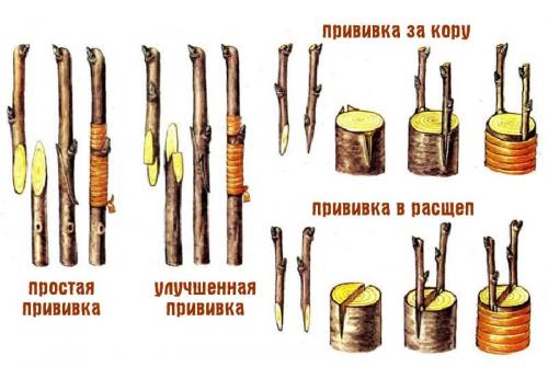 Как привить грушу на иргу. Как самостоятельно привить грушу