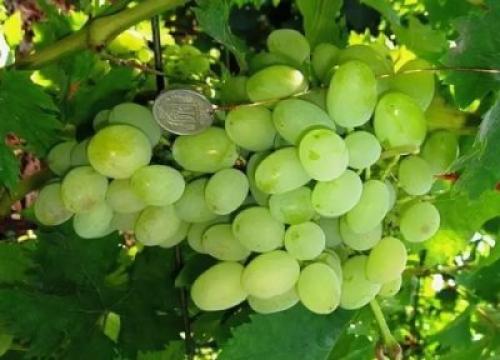 Технические сорта винограда для средней полосы. Лучшие сорта винограда 07 Технические сорта винограда для средней полосы. Лучшие сорта винограда 07