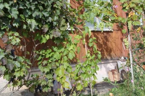 Неукрывные сорта винограда для Подмосковья. Самый лучший неукрывной виноград для Подмосковья — сорта с высокой зимостойкостью