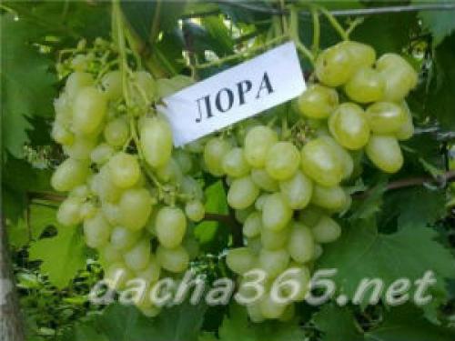 Технические сорта винограда для средней полосы. Лучшие сорта винограда