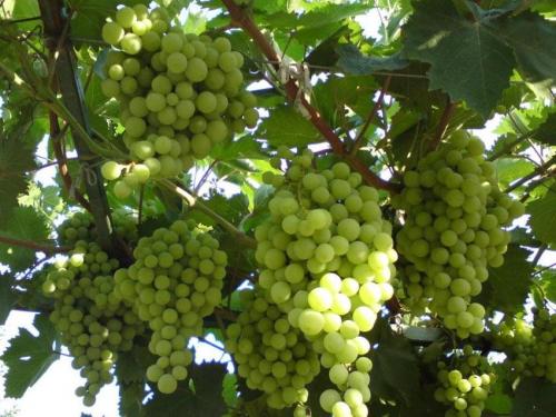 Суперранние сорта винограда. Сорта винограда – классификация по срокам созревания