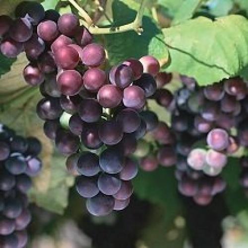 Технические сорта винограда для Подмосковья. Технические сорта винограда средней и северной части России 24