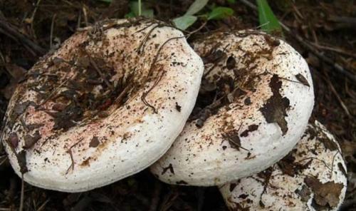 Что такое тополевые грузди. Груздь осиновый (тополевый): описание, 60+ фото, съедобный ли 10 похожих грибов