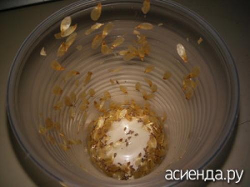 Можно ли использовать горькие грибы груздь в качестве удобрения. Чем хороши удобрения из грибов?