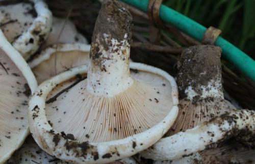 Что такое тополевые грузди. Груздь осиновый (тополевый): описание, 60+ фото, съедобный ли 10 похожих грибов