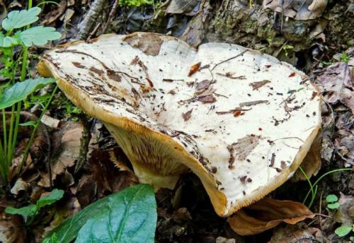 Что такое тополевые грузди. Груздь осиновый (тополевый): описание, 60+ фото, съедобный ли 10 похожих грибов