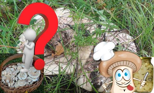 Что такое тополевые грузди. Груздь осиновый (тополевый): описание, 60+ фото, съедобный ли 10 похожих грибов