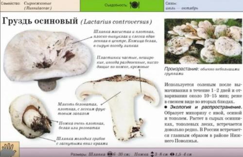 Что такое тополевые грузди. Груздь осиновый (тополевый): описание, 60+ фото, съедобный ли 10 похожих грибов