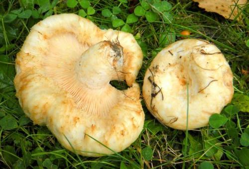 Какие последствия могут иметь соленые грузди на нашу жизнь. Польза груздей для организма