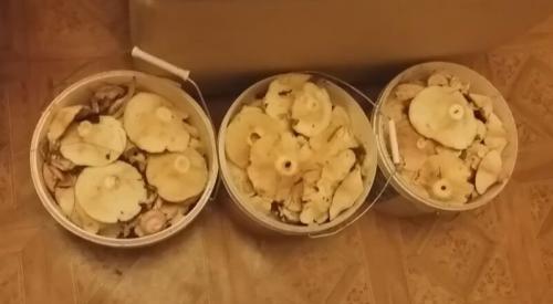 Какие ингредиенты необходимы для приготовления черных и белых Грузди. Белые Грузди солёные холодным способом в банках