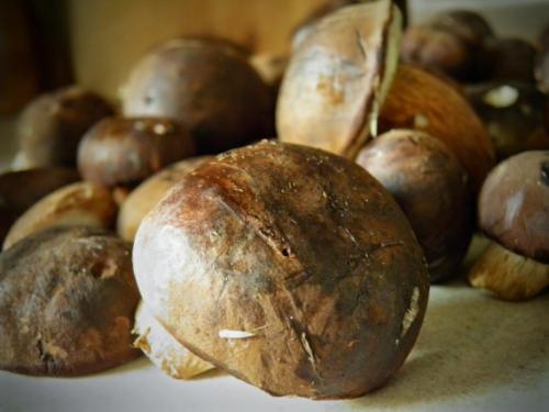 Какие ингредиенты используются для приготовления горячего засола. Грибы соленые горячим способом