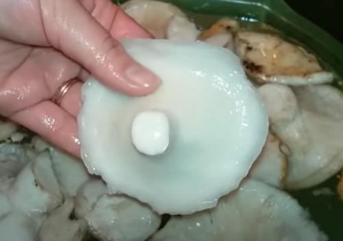 Как долго замачивают тополевые грузди в горячем засоле. Грузди солёные горячим способом — 7 очень вкусных рецептов на зиму