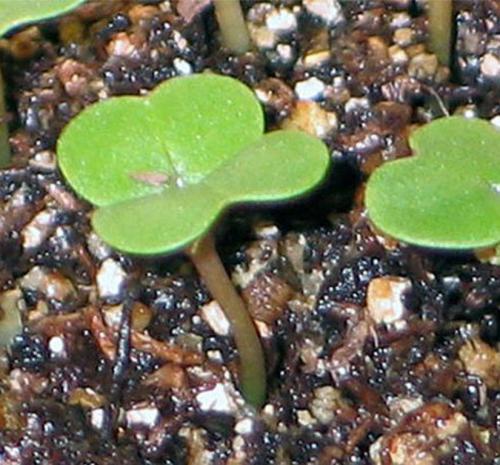 Репа посадка под зиму. Подзимний посев репы 03