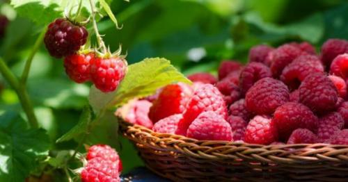 Как правильно обрезать многоразовую малину. Зачем малине нужна обрезка?