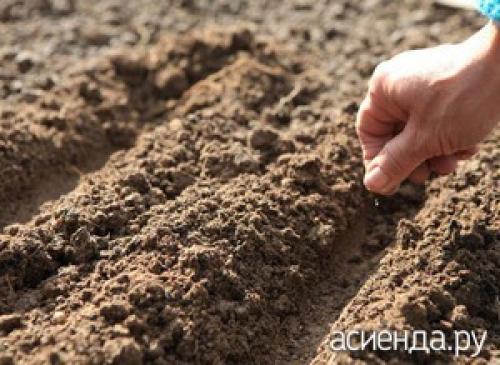 Репа посадка под зиму. Подзимний посев репы