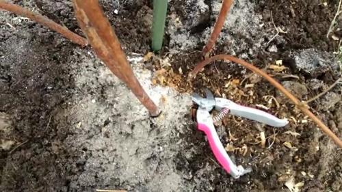 Когда лучше обрезать малину осенью или весной. Когда надо обрезать малину – осенью или весной