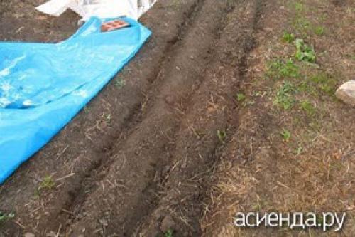 Репа посадка под зиму. Подзимний посев репы