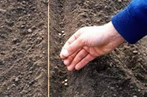 Подготовка семян репы к посадке. Посев семян в открытый грунт