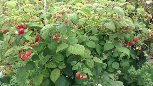 Когда лучше обрезать малину осенью или весной. Когда надо обрезать малину – осенью или весной