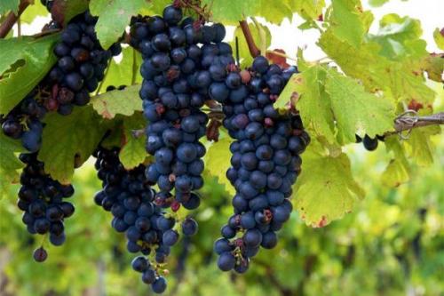 Пять лучших российских сортов винограда для производства вина. Универсальные сорта винограда для красного вина