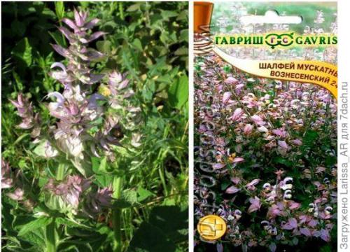 Можно ли хранить семена сальвии вместе с семенами других растений. Нравится коллекционировать шалфеи? Тогда вам - в Seedspost.ru!