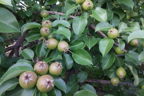 Груша и слива совместимость. Что можно сажать рядом с грушей, соседство на участке