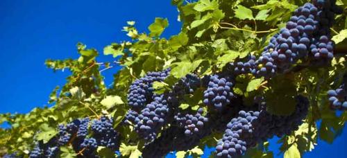 Совместимость плодовых деревьев и кустарников. Совместимость садовых деревьев друг с другом и другими культурами