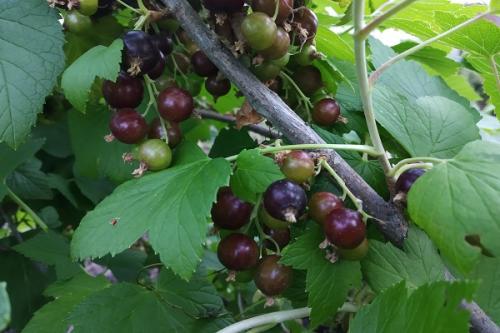 Груша и слива совместимость. Что можно сажать рядом с грушей, соседство на участке