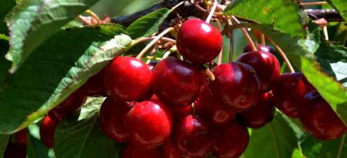 Совместимость плодовых деревьев и кустарников. Совместимость садовых деревьев друг с другом и другими культурами