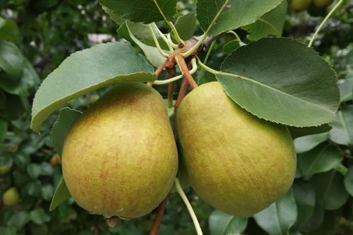 Груша и слива совместимость. Что можно сажать рядом с грушей, соседство на участке