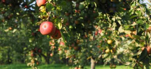 Совместимость плодовых деревьев и кустарников. Совместимость садовых деревьев друг с другом и другими культурами