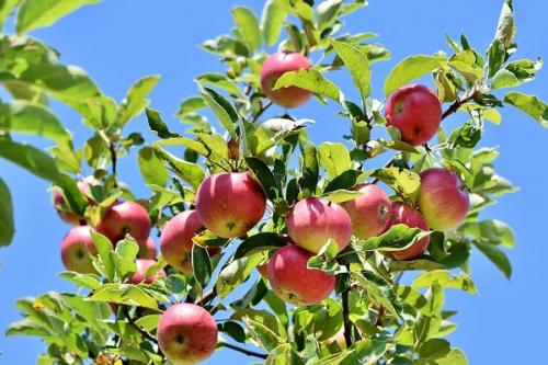 Груша и слива совместимость. Что можно сажать рядом с грушей, соседство на участке