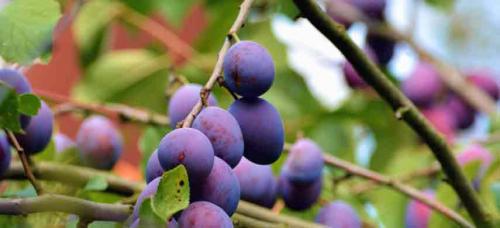 Совместимость плодовых деревьев и кустарников. Совместимость садовых деревьев друг с другом и другими культурами