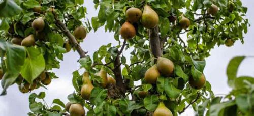 Совместимость плодовых деревьев и кустарников. Совместимость садовых деревьев друг с другом и другими культурами