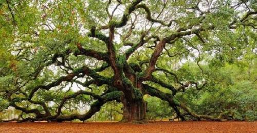 Слива совместимость с другими деревьями и кустами. Добавление статьи в новую подборку 12 Слива совместимость с другими деревьями и кустами. Добавление статьи в новую подборку 12