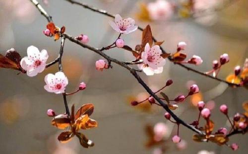 Слива совместимость с другими деревьями и кустами. Добавление статьи в новую подборку 10 Слива совместимость с другими деревьями и кустами. Добавление статьи в новую подборку 10