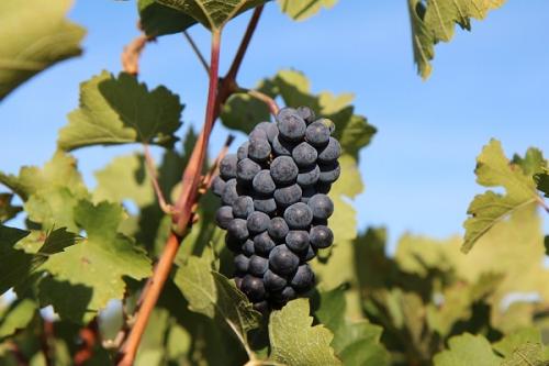 Груша и слива совместимость. Что можно сажать рядом с грушей, соседство на участке