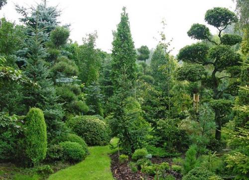 Совместимость сосны с другими растениями. Какие растения нельзя сажать рядом с хвойными на участке