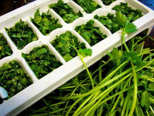 Заготовка петрушки на зиму. Петрушка на зиму заготовки. Рецепты с солью, морковью, томатной пастой, чесноком, маслом. Как сушить, заморозить