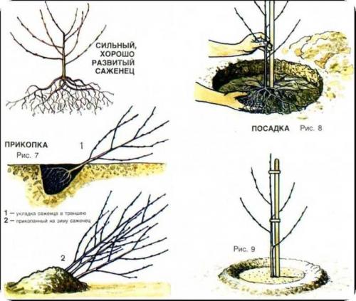Новые сорта черешни. Как выбрать саженцы