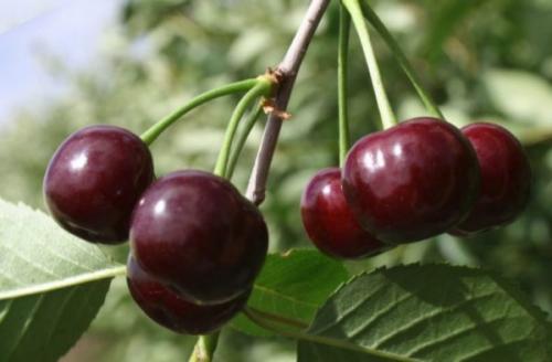 Черешня ранняя низкорослая. Лучшие низкорослые сорта