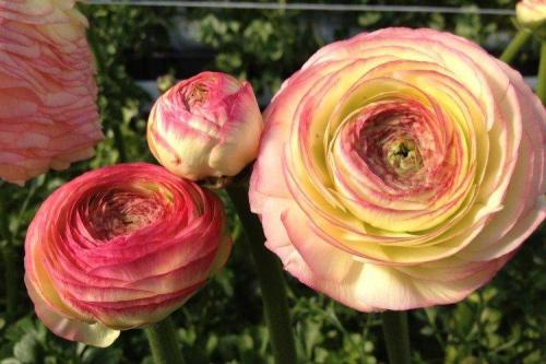 Лютики комнатные. Ранункулюс (60 фото): виды, посадка и правильный уход