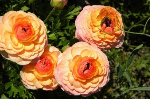 Лютики комнатные. Ранункулюс (60 фото): виды, посадка и правильный уход