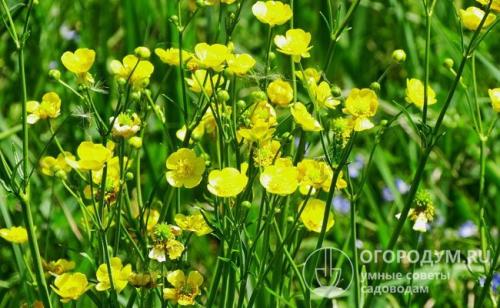 Когда выкапывать ранункулюсы. Биологические характеристики