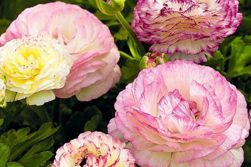 Лютики комнатные. Ранункулюс (60 фото): виды, посадка и правильный уход