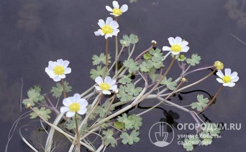 Когда выкапывать ранункулюсы. Биологические характеристики