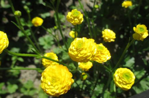 Когда выкапывать лютик. Лютики и уход за ними: от посадки и цветения до хранения