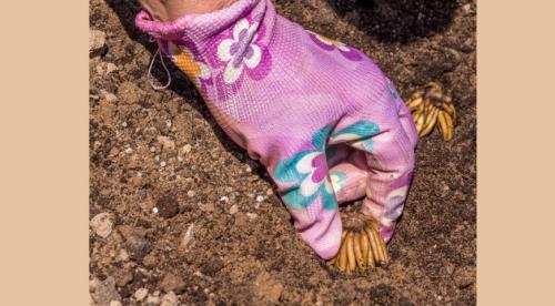 Как хранить лютики зимой. Как купить, сохранить и посадить корнеклубни ранункулюсов