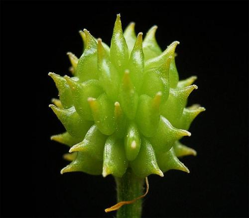 Лютик красный. Цветы лютики (ранункулюс) – посадка и уход в открытом грунте, домашних условиях